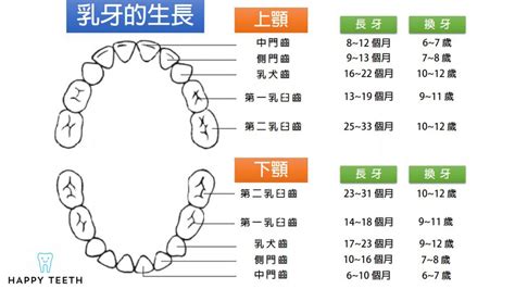 門牙作用|對於牙齒介紹你認識多少？認識牙齒以及牙齒構造｜快 